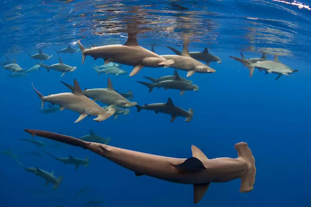 Hammerhead sharks clamp their gills shut to stay warm on deep dives