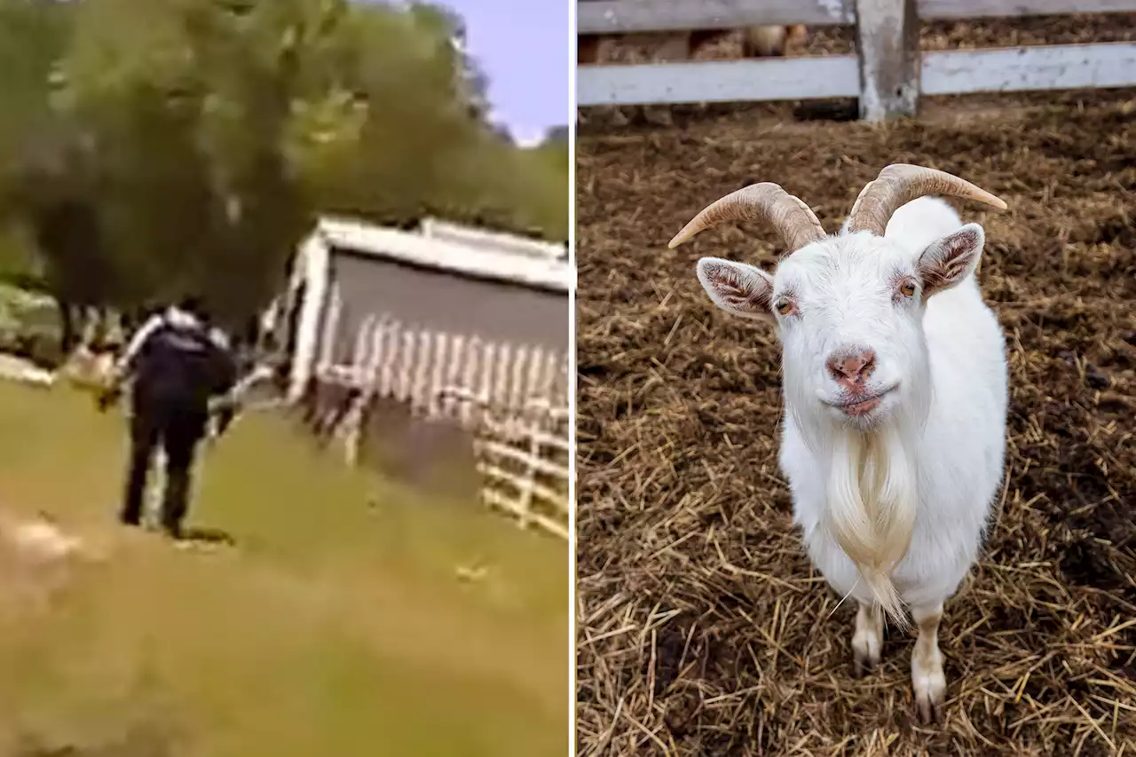 Goat hilariously fools Oklahoma police by screaming ‘help’