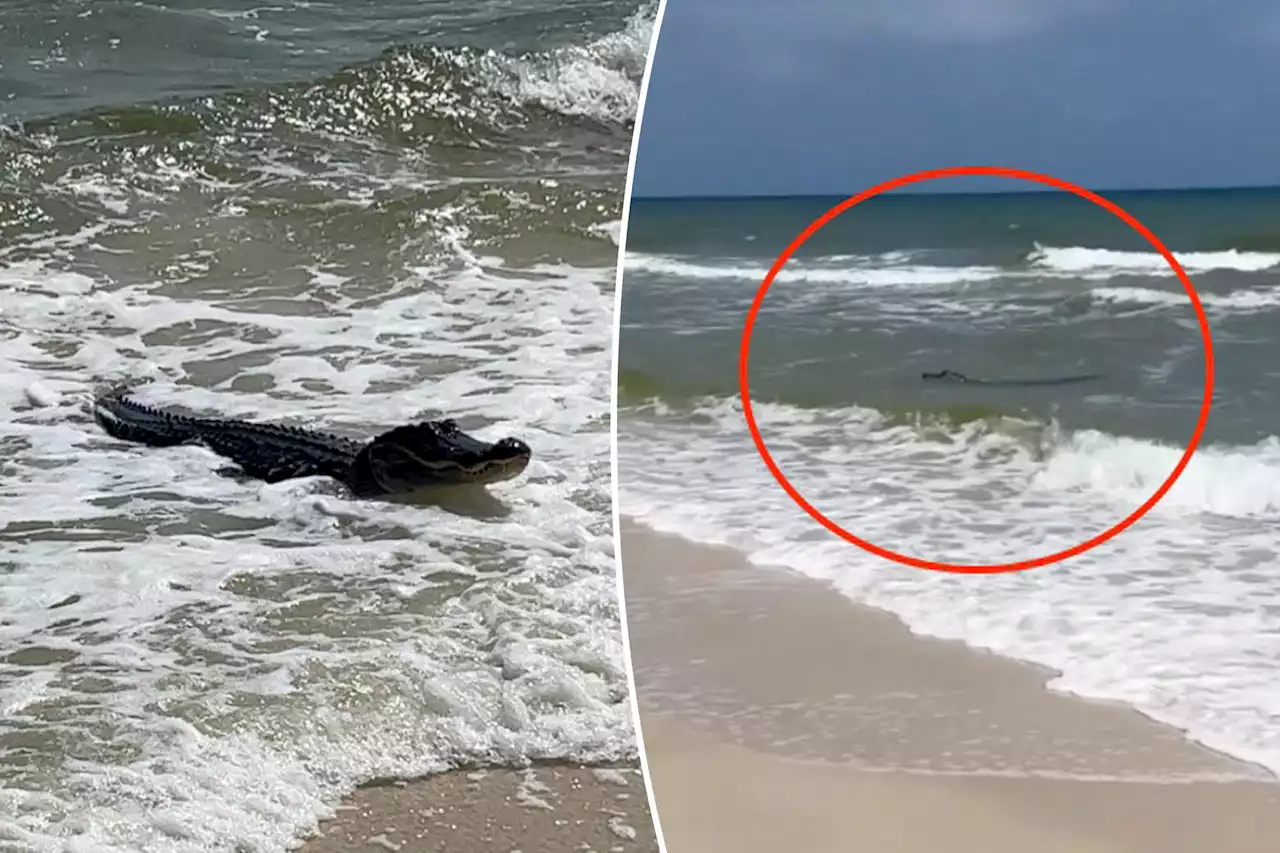 Massive alligator terrifies tourists: ‘Beach and zoo at the same time’