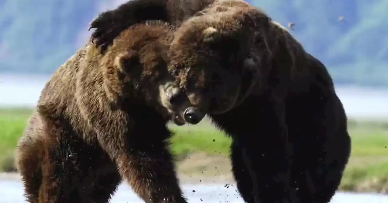 Photographer Films 'Longest, Most Intense' Grizzly Bear Fight He's Ever Seen