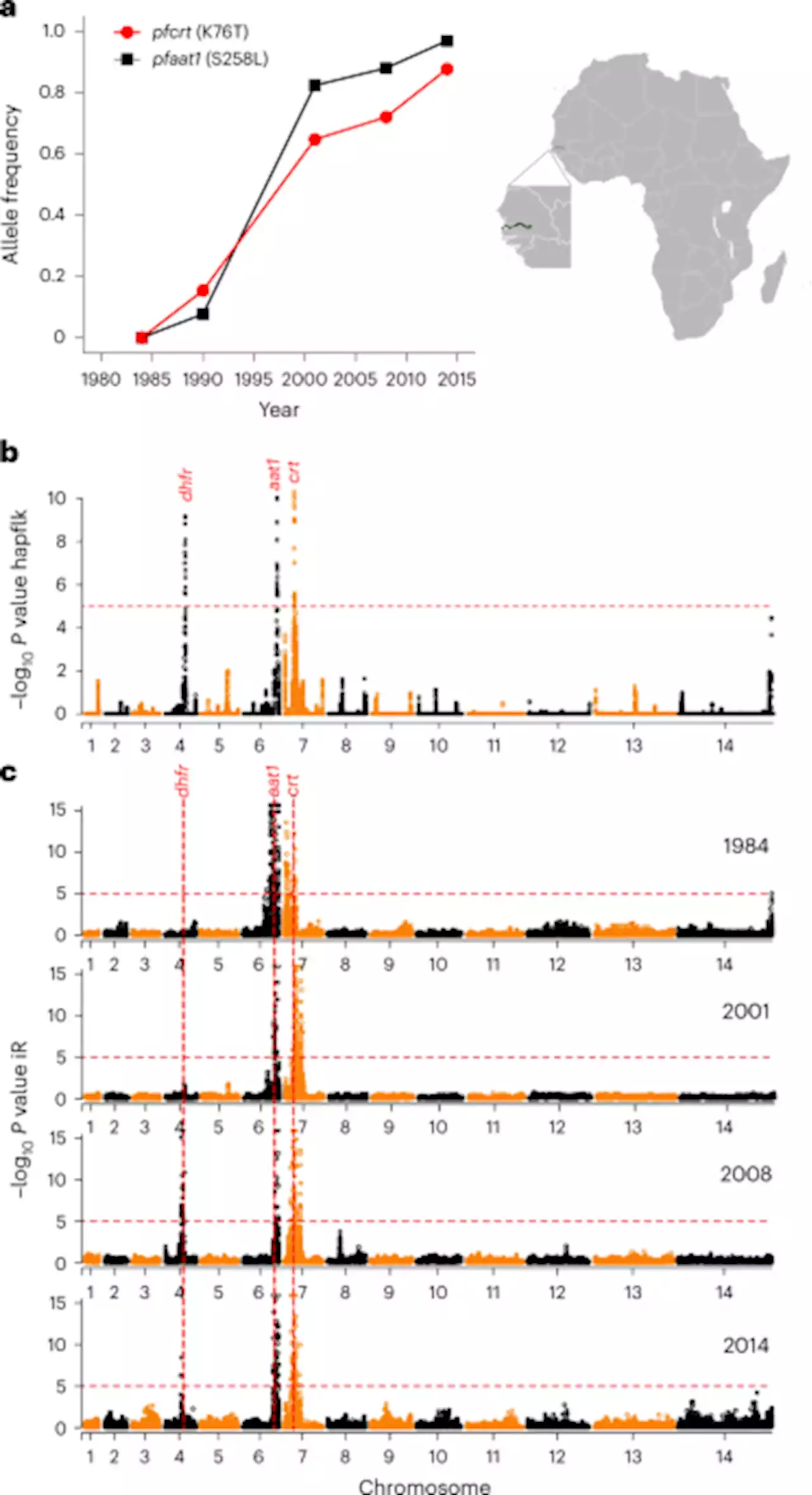 Chloroquine resistance evolution in Plasmodium falciparum is mediated by the putative amino acid transporter AAT1 - Nature Microbiology