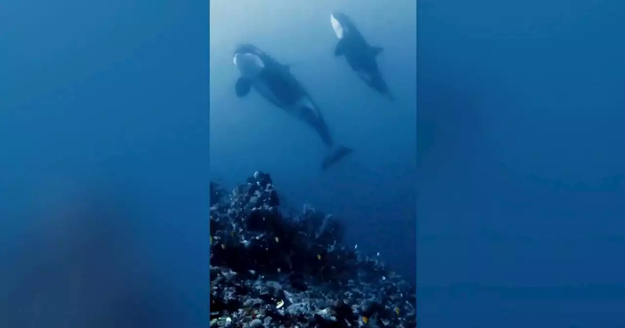 L’incontro ravvicinato tra sub e orche lungo la barriera corallina in Indonesia - Video