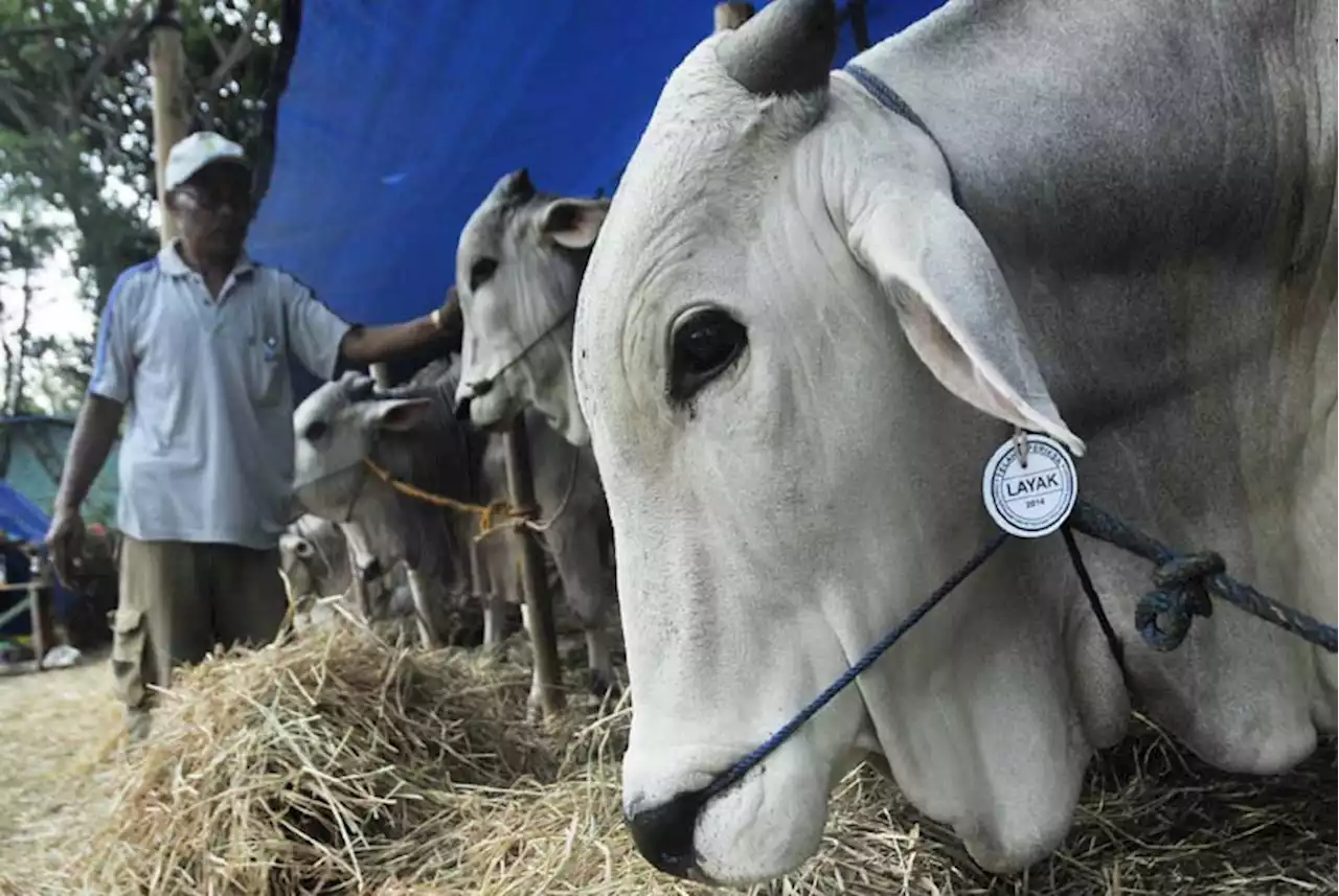 Hewan Kurban di Batam Dikarantina 3 Hari, Cegah Penyakit Menular |Republika Online