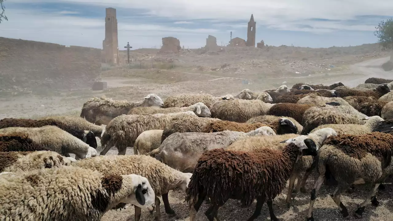 La sequía aboca a sacrificar y vender ganado - RTVE.es