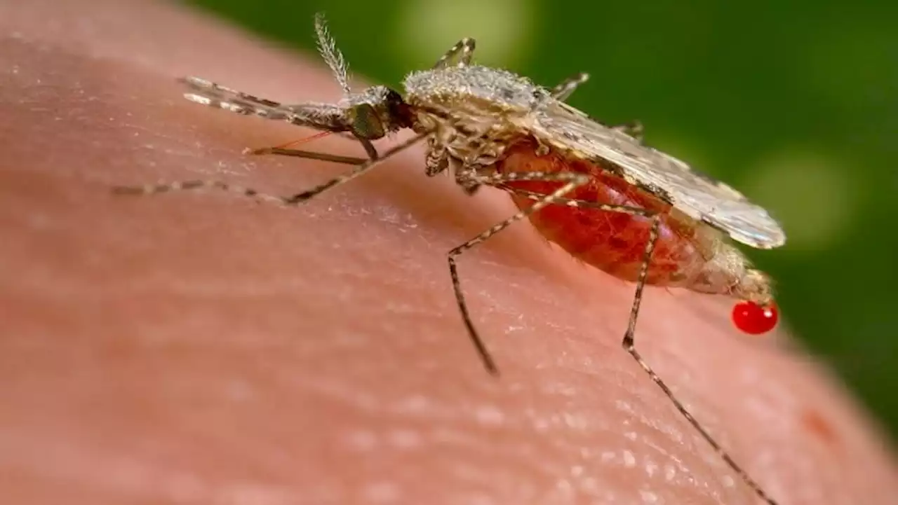 Malaria cases in endemic provinces, Gauteng on the rise: NICD - SABC News