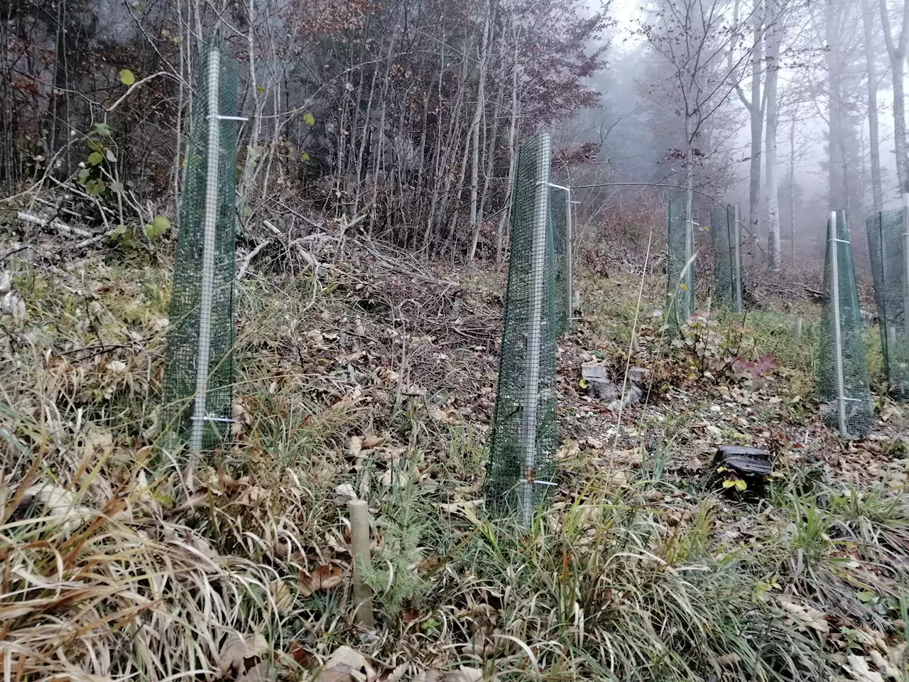 Waldstrategie 2030+ geht in die öffentliche Konsultation - Schweizer Bauer