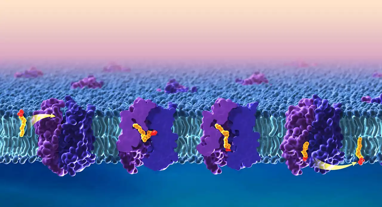 Brain Food Unlocked: A Fishy Tale of Omega-3s and the Blood-Brain Barrier