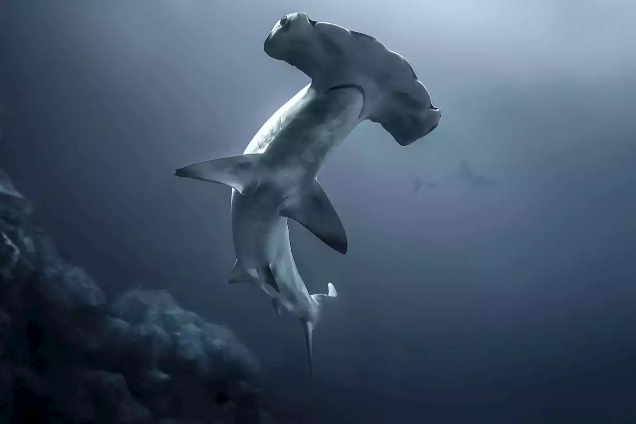 Cold-Blooded Secret: Hammerhead Sharks Hold Their Breath To Stay Warm As They Hunt