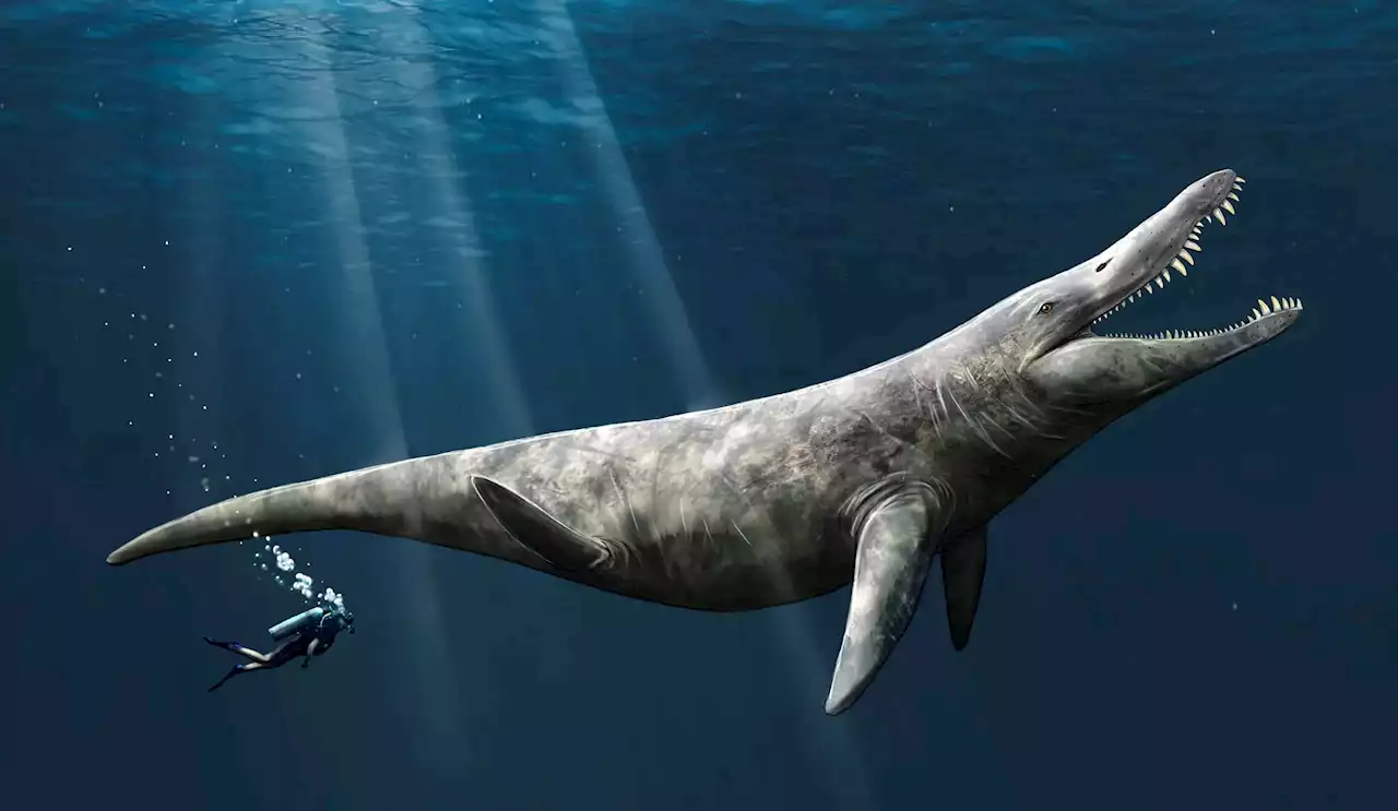 Marine Monsters of the Jurassic Seas Were Twice the Size of Killer Whales