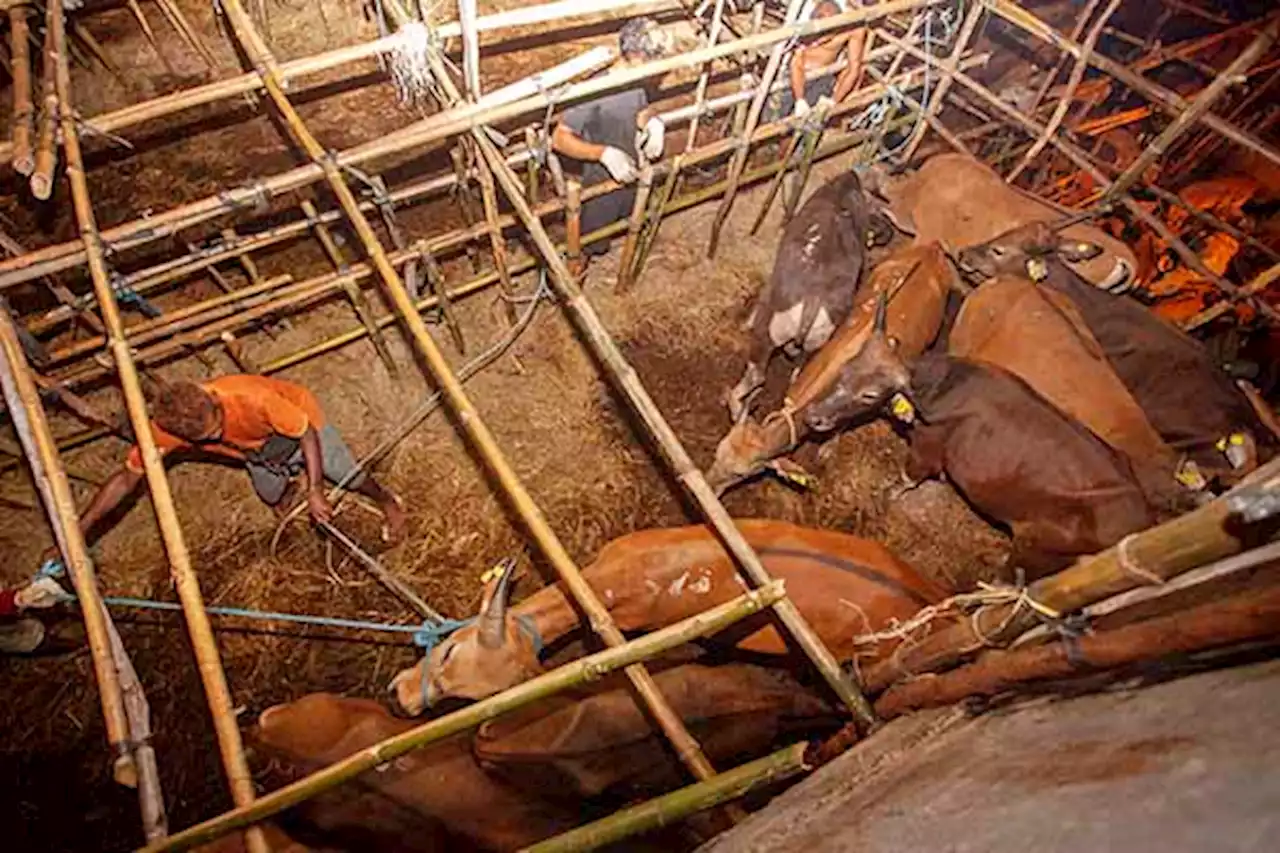 Kebutuhan Iduladha Tinggi, Batam Datangkan Ratusan Sapi Kurban dari NTT