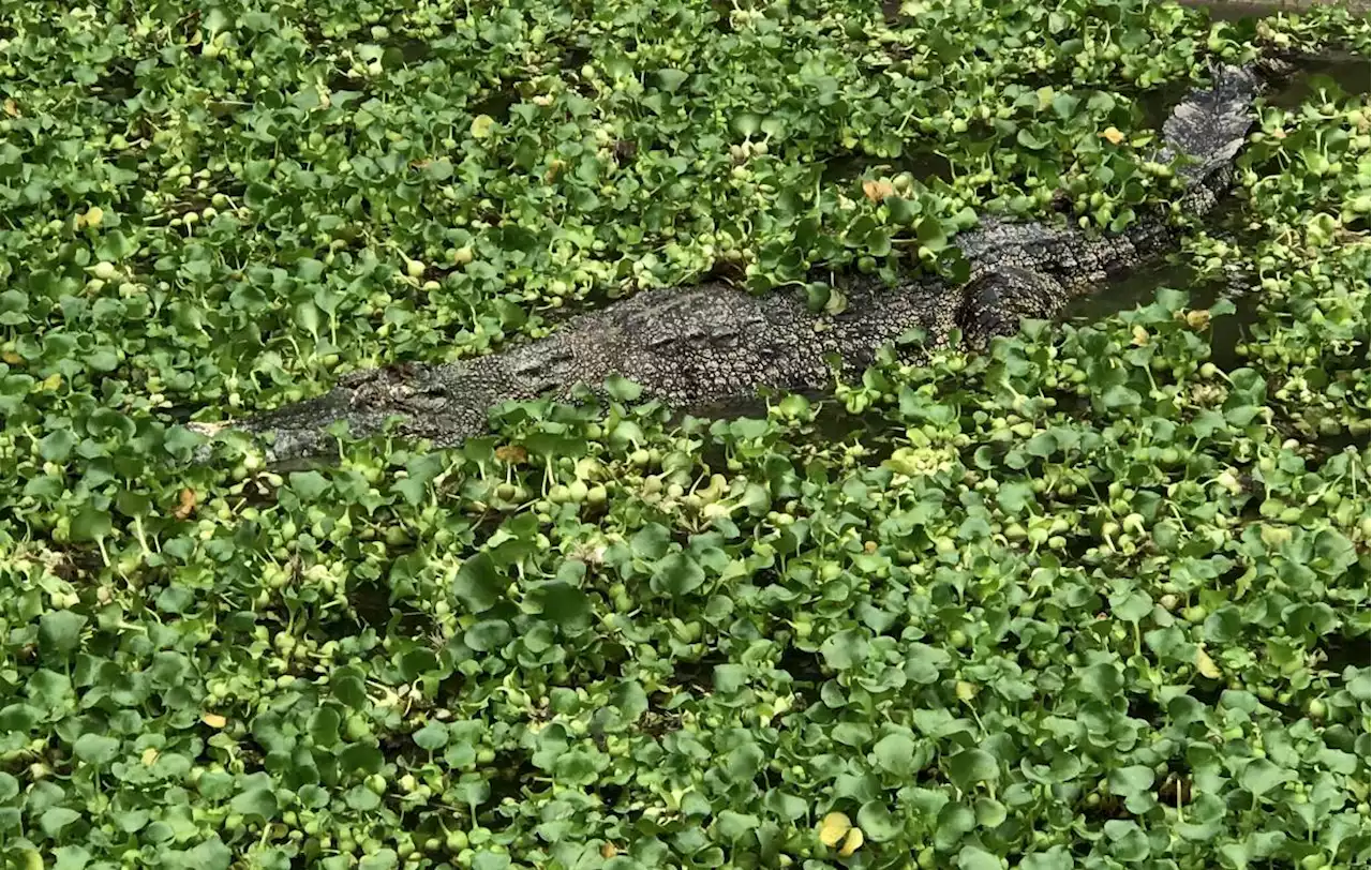 Torso of man found after croc attack in Sabah