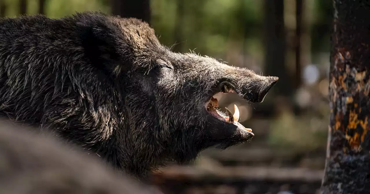 Mitten im Wohngebiet: Ein Tag vor der Hochzeit – Wildschwein attackiert und verletzt Frau in Völklingen