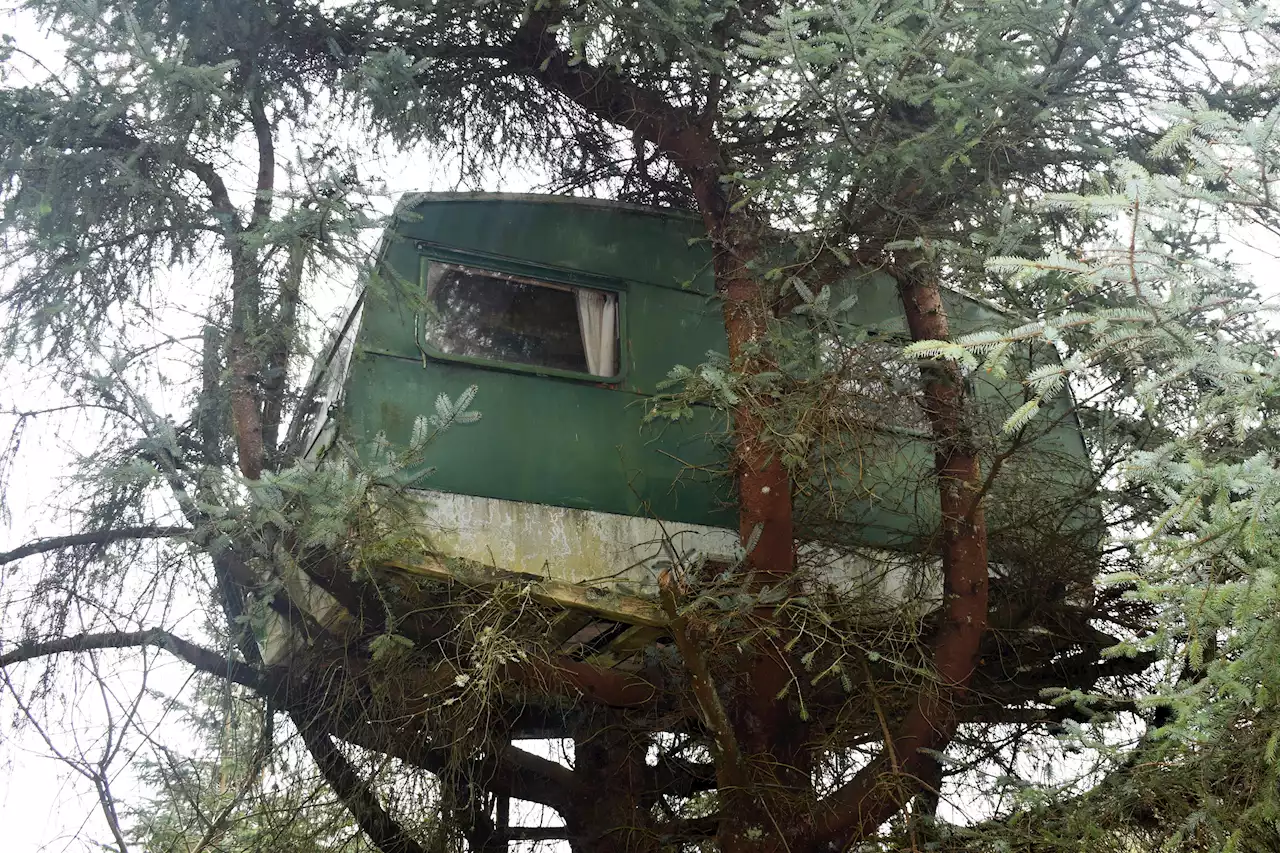 The bizarre treehouse that its owner claims is the cheapest holiday home in Scotland