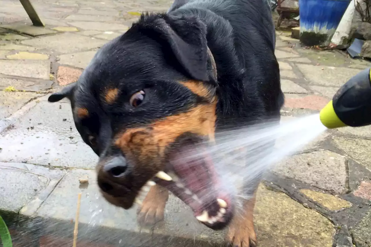 Urgent vet warning - here's why playing with water could be deadly for your dog