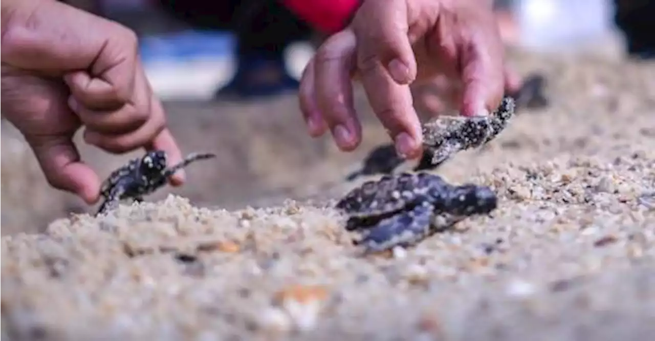 Drop in number of turtle eggs on Labuan marine parks a cause for concern