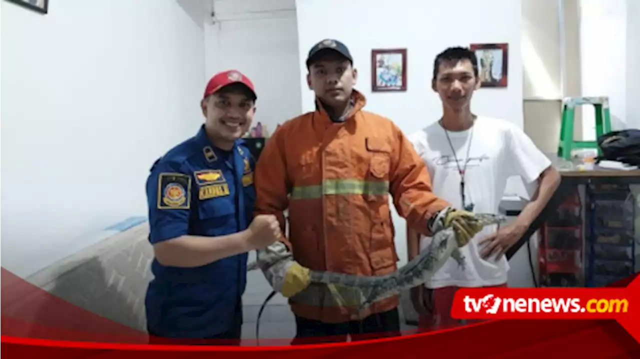 Asyik Nonton Tv, Bapak-Bapak di Gresik Teriak Ada Biawak di Plafon Rumahnya