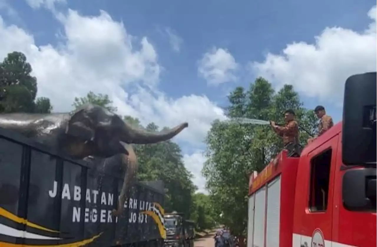 Anak gajah 'beraya' ke Taman Sri Lambak ditangkap