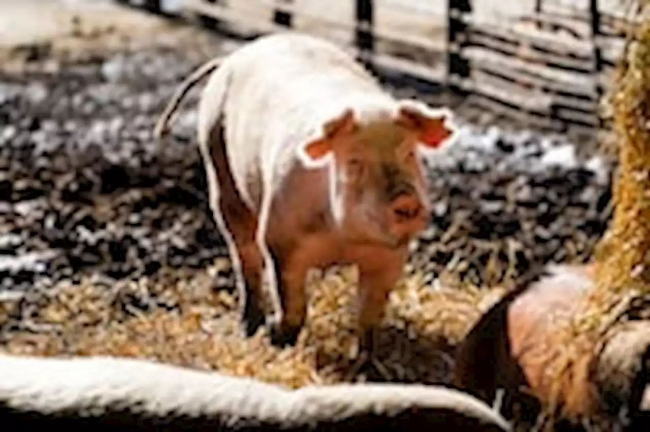 Supreme Court upholds California law on humane pork sales