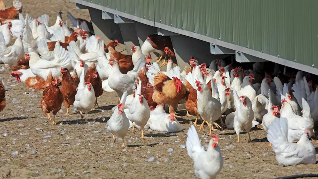 Bundesregierung vergibt neuen Posten – erstmals ausdrücklich für mehr Tierschutz