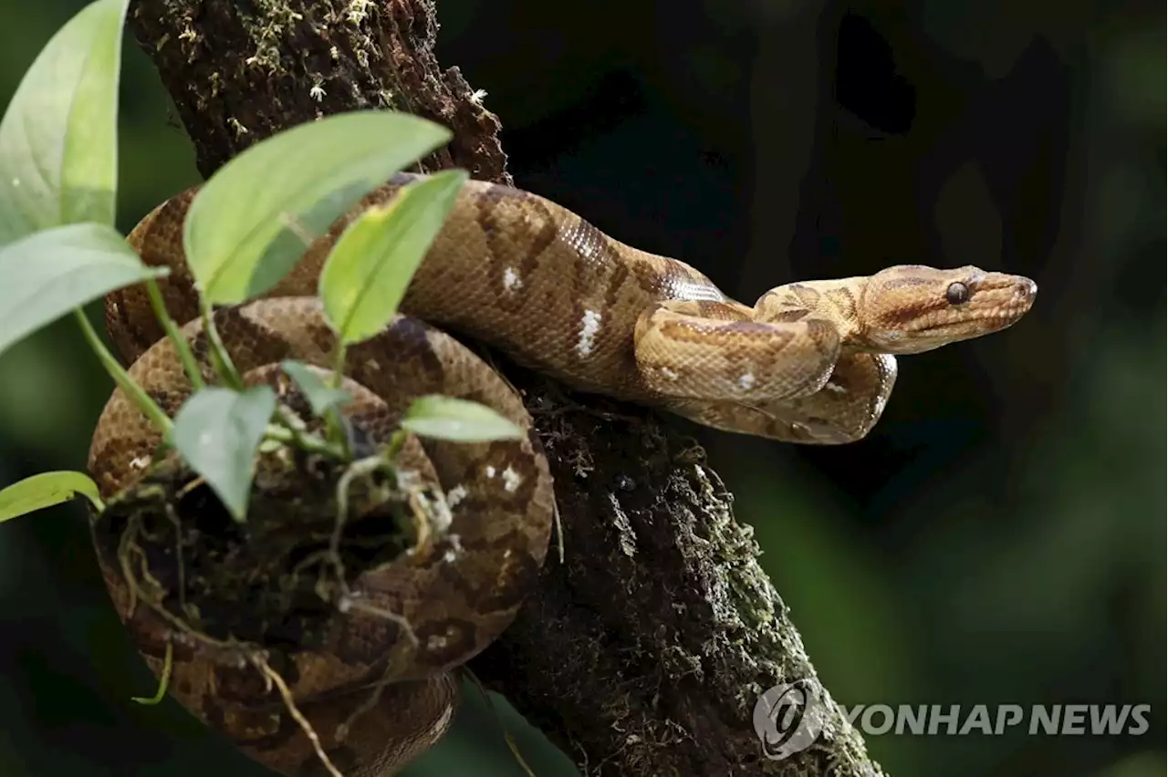 어떻게 마련한 첫 집인데…뱀굴 위에 살게 된 미국 싱글맘 | 연합뉴스