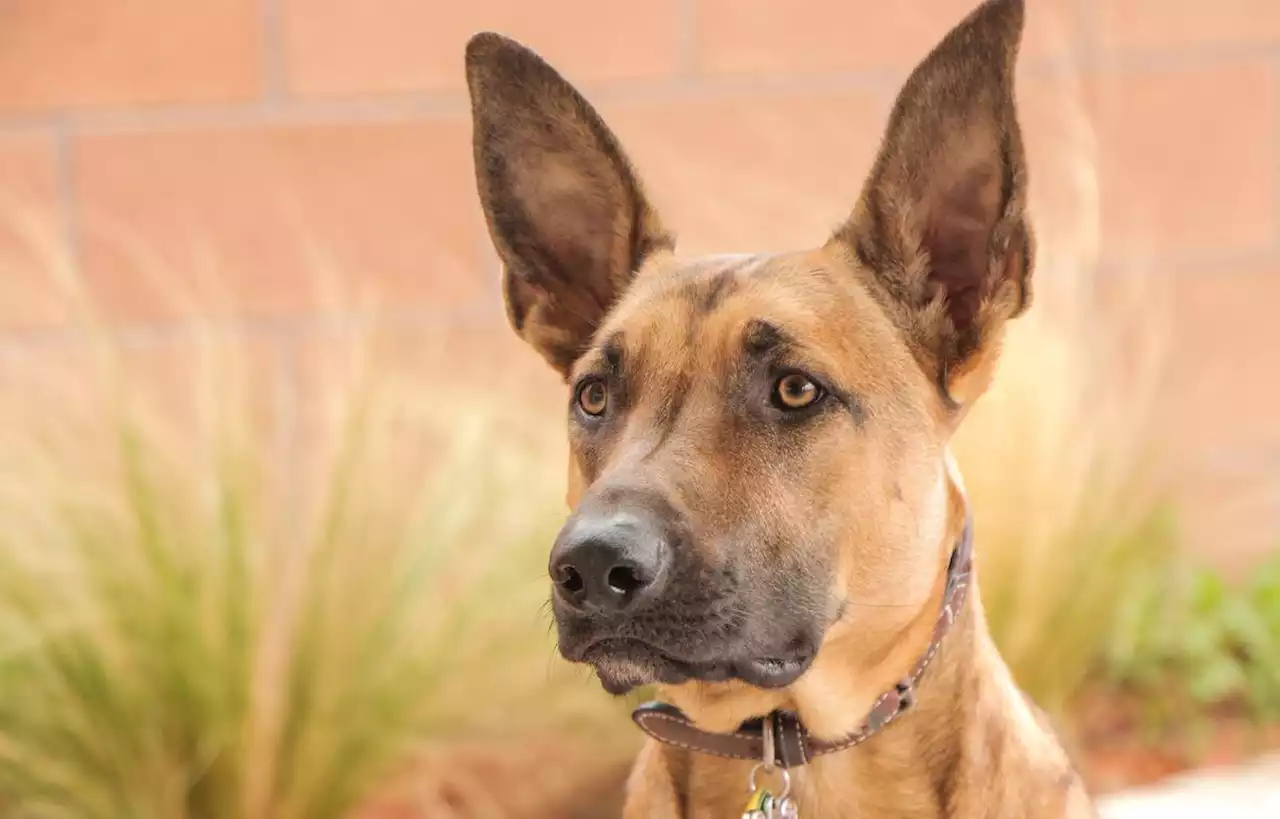 Tranquille, il vole un chien attaché devant une supérette de Toulouse