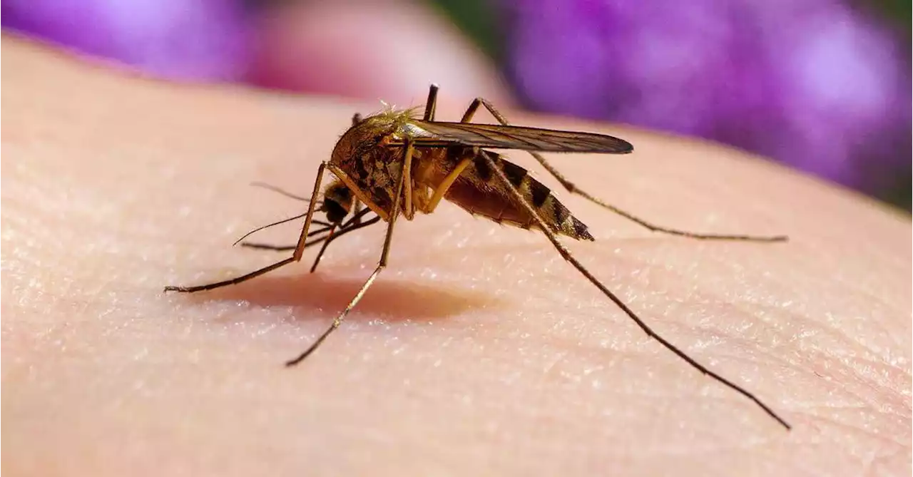 Child dies from mosquito-borne disease in the Northern Territory