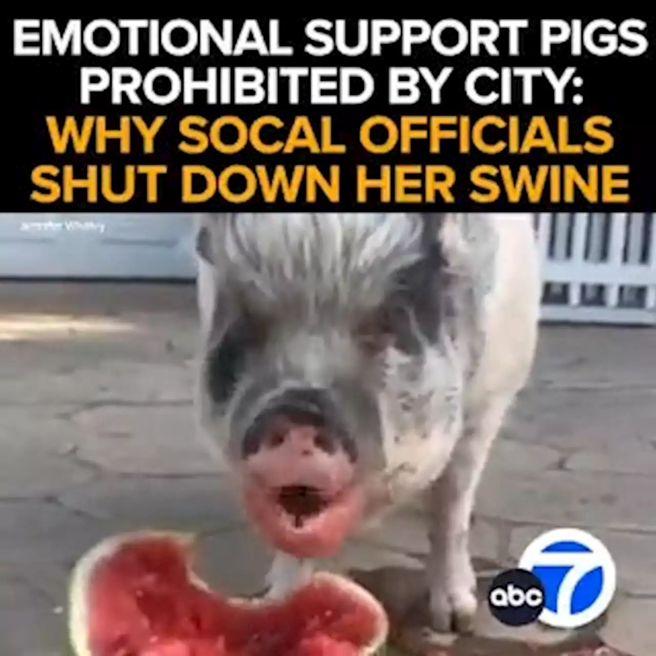 Oxnard forces woman to remove emotional-support pigs after neighbor complaints