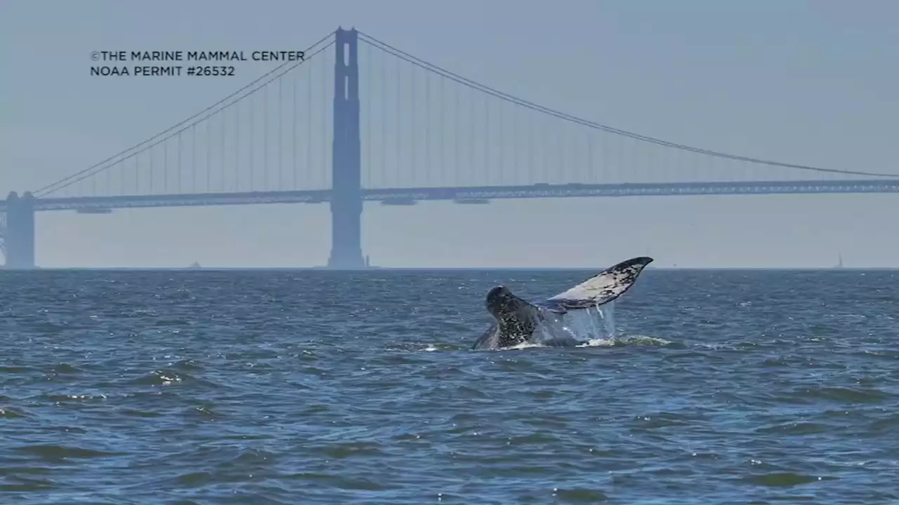 Gray whale killed by vessel strikes, malnutrition in SF Bay, experts say