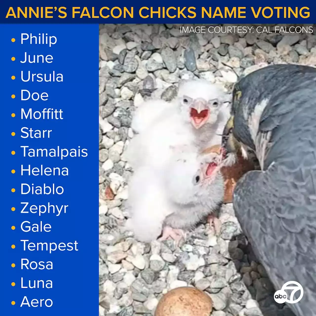 Peregrine falcon chicks hatch at UC Berkeley