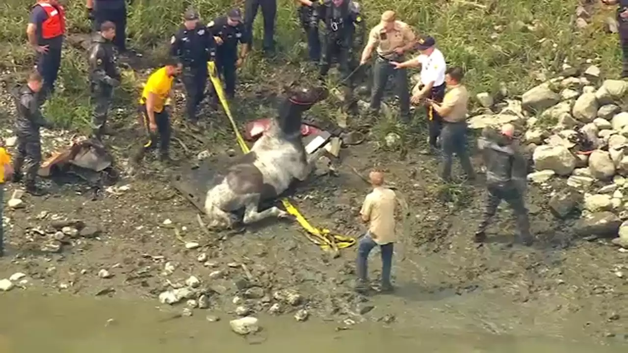 Exclusive: Rescuers save horse from drowning at Orchard Beach in the Bronx