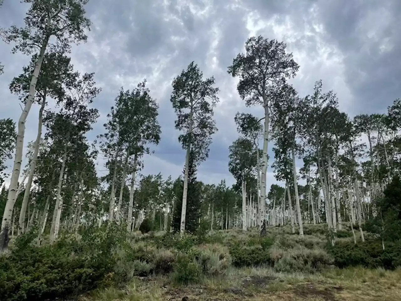 Registrata la voce del più grande albero della Terra ASCOLTA - Scienza & Tecnica