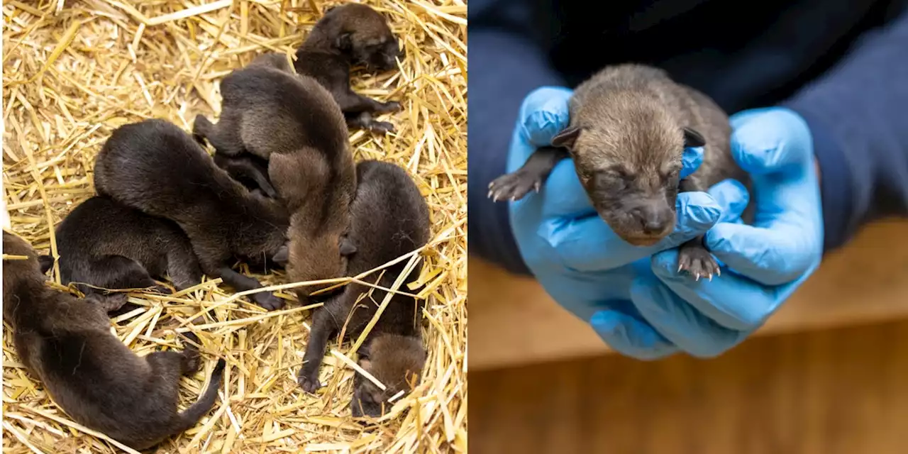 CUTE: Zoo welcomes 2 litters of endangered red wolf pups