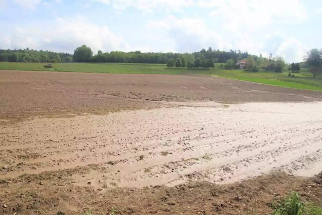 Zuviel Wasser für die Kartoffeln:«Wir sind sehr, sehr spät» - bauernzeitung.ch