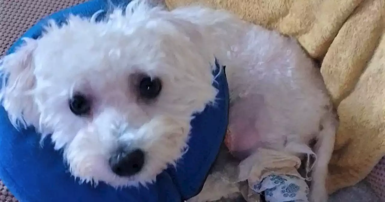 Family dog needed £200 surgery to leg after 'grooming injury'