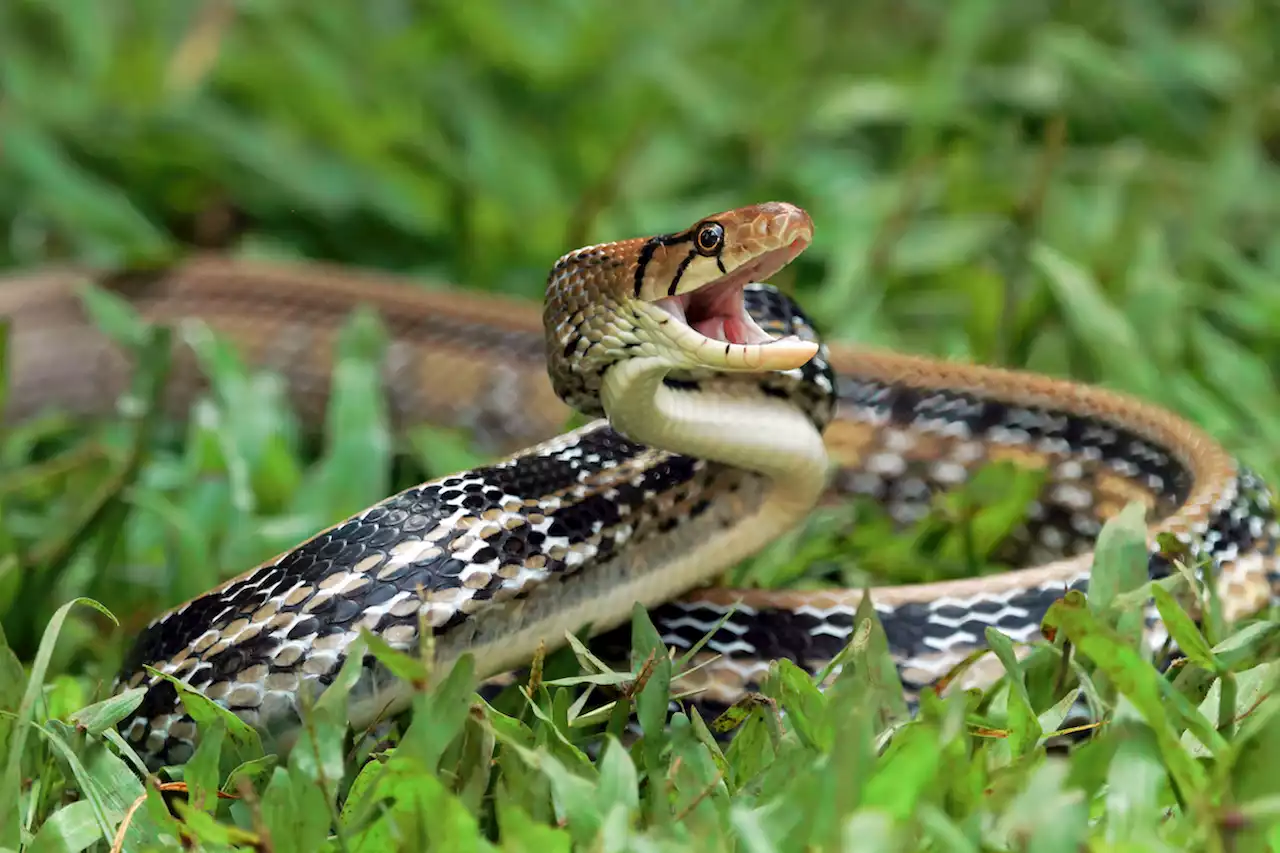 9 Ways You're Inviting Snakes to Bite You