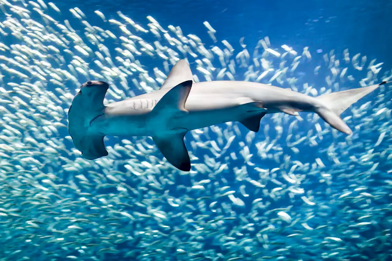 Hammerhead sharks hold their breath to stay warm in cold water, new research shows