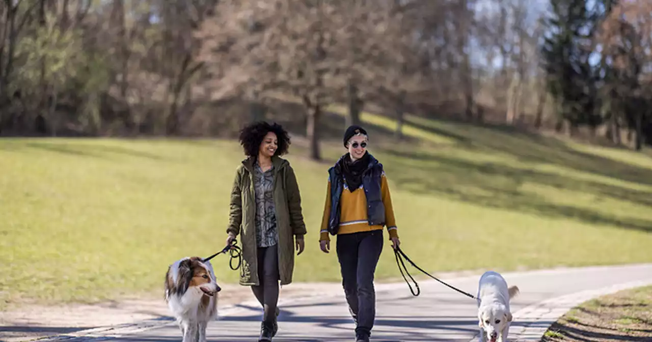 Your dog can adopt an emotional support tick at this new Toronto adoption centre