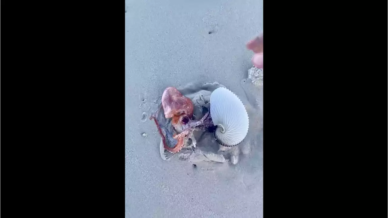 Video: Scientist encounters a paper nautilus octopus on Muizenberg Beach