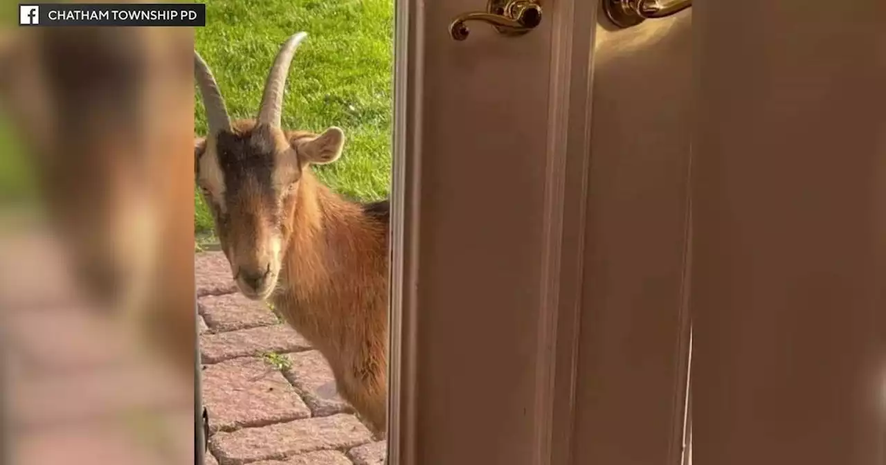 Peeping goat spotted wandering through Chatham Township