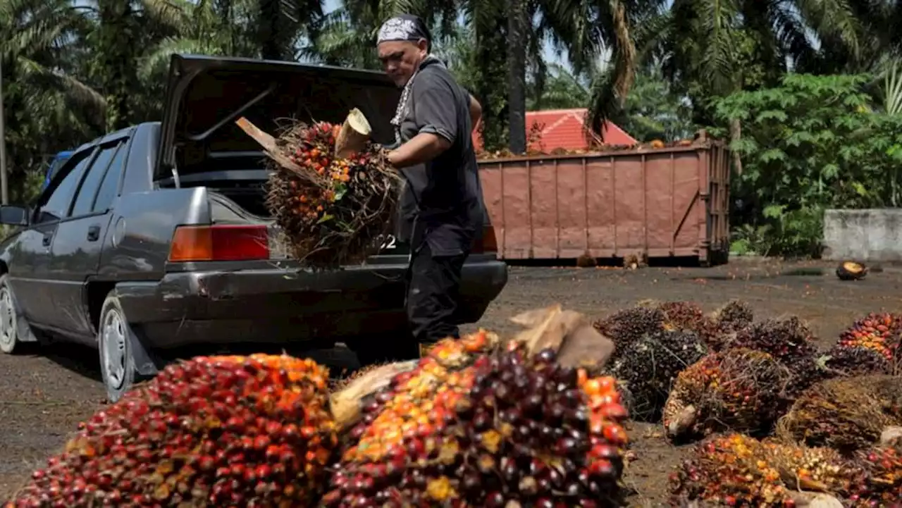 Malaysian palm oil firms say they are not hiring from Bangladesh over recruitment concerns