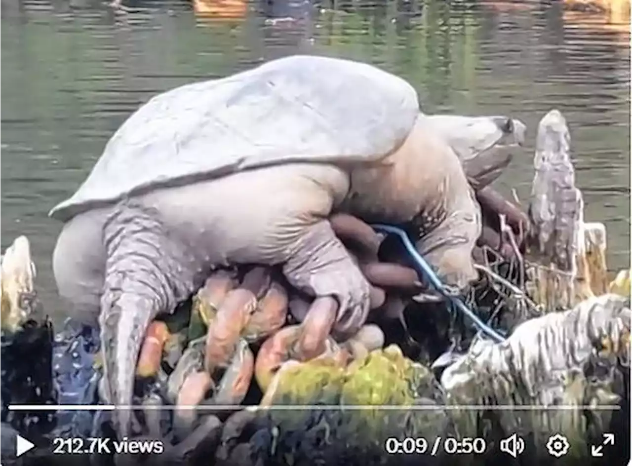 Video of plump Chicago snapping turtle dubbed 'Chonkosaurus' goes viral