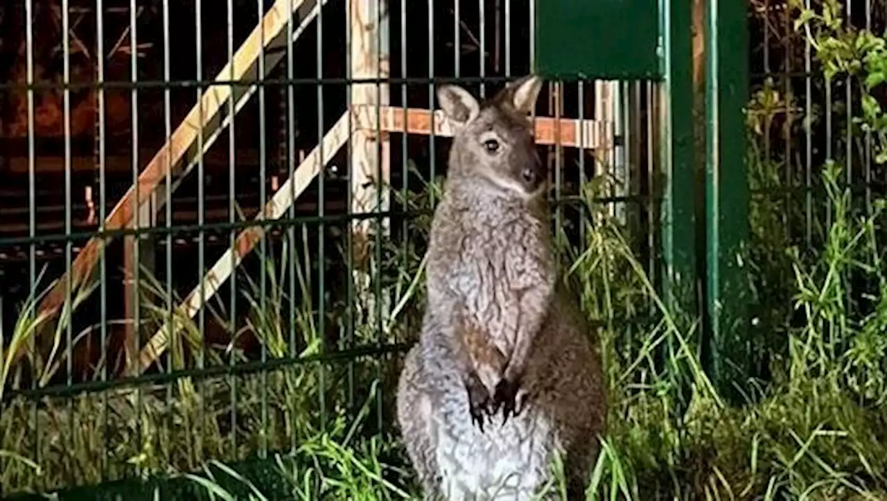 Ausgebüxtes Tier in Erfurt: Känguru Horst tot aufgefunden