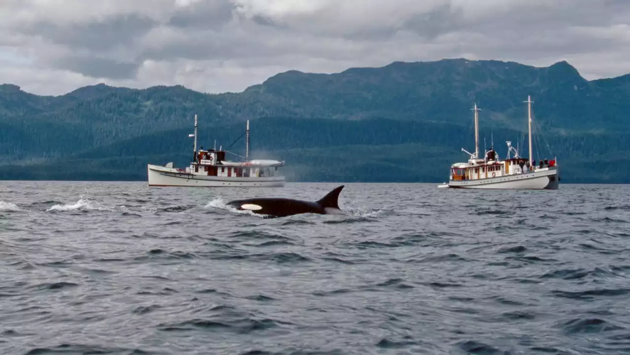 (S+) Meeresforscher über wiederholte Attacken auf Boote: »Orcas können nachtragend sein«