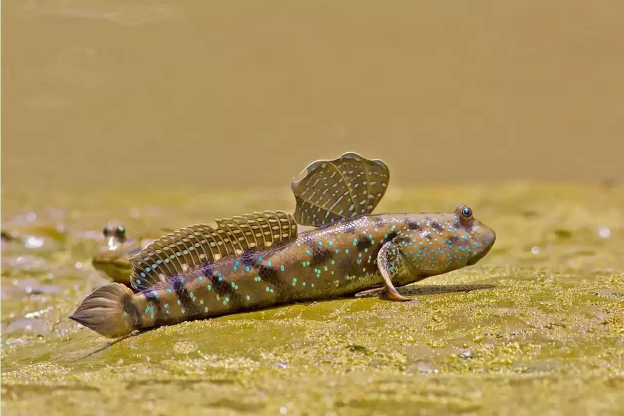 Meet the Mudskipper: The Fish That Walks on Land