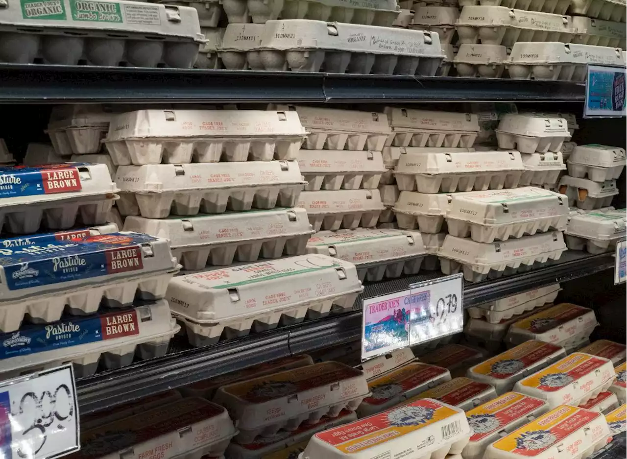 Watch Trader Joe's Eggs Hatch into Live Chickens in This Viral Video