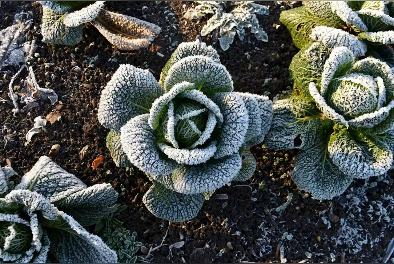 Voici les plantes à protéger pendant les Saints de Glace et comment y parvenir