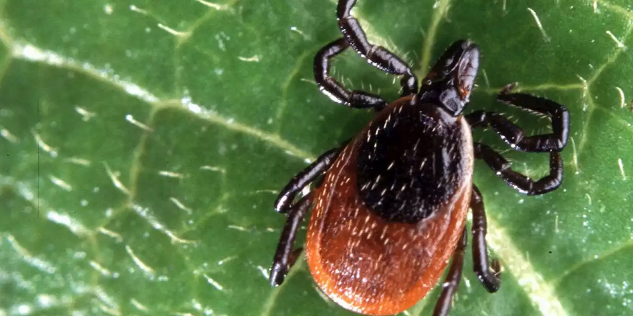 Tick activity rises in Alabama this time of year