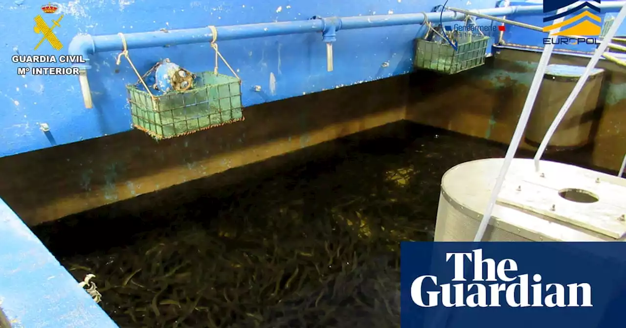 Police in Spain and France break up international eel smuggling gang