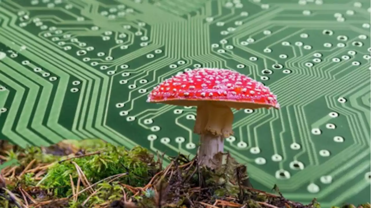 The Future of Tech is Fungi: Mushrooms as Sustainable Computer Chips