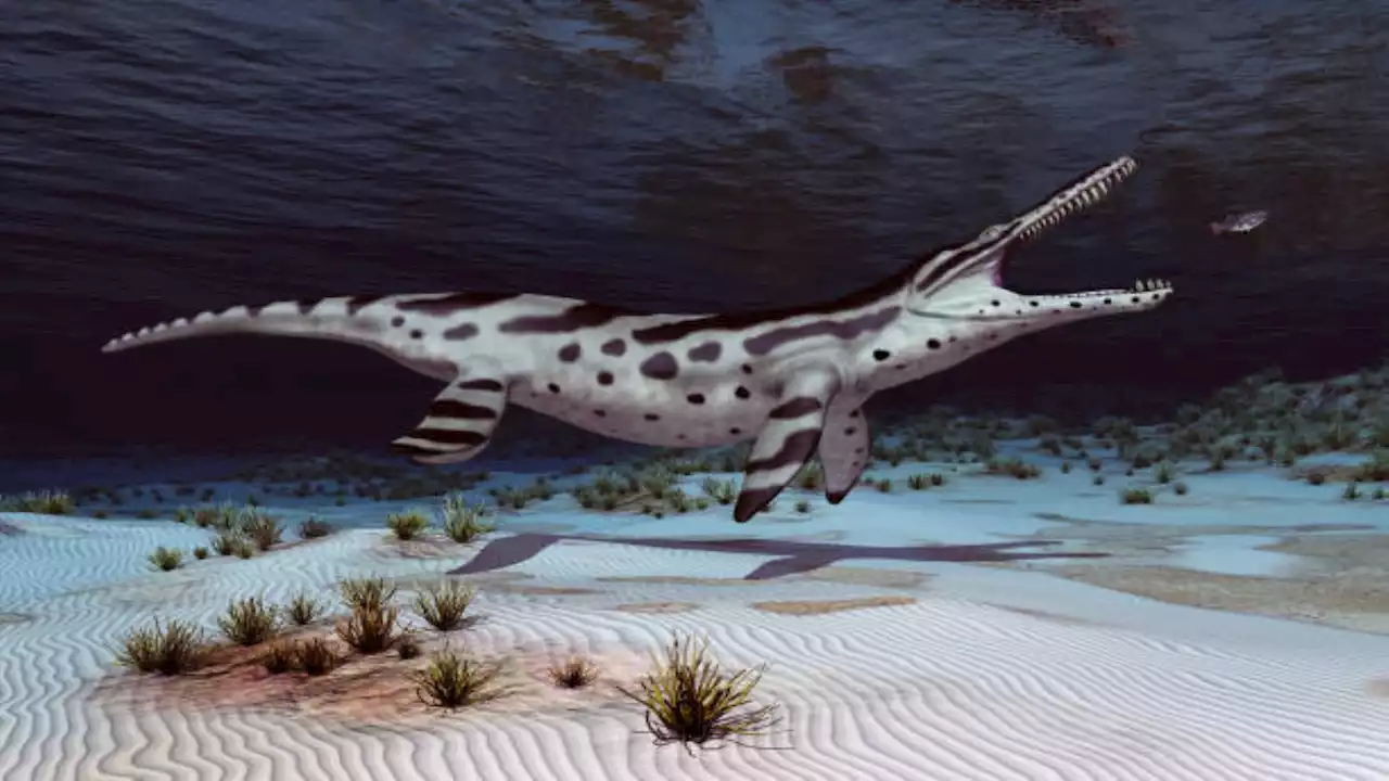 Chance discovery in museum leads to a breakthrough in understanding a massive marine reptile